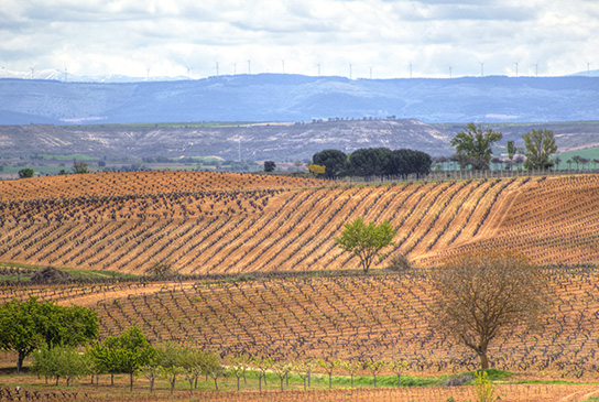 Perez Pascuas vineyards Ribera del Duero