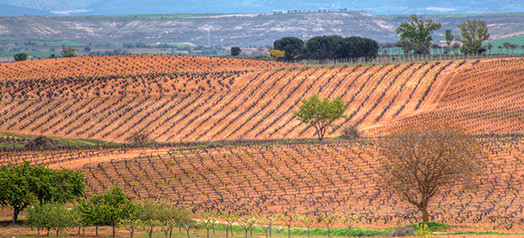 Vineyards 1a HP